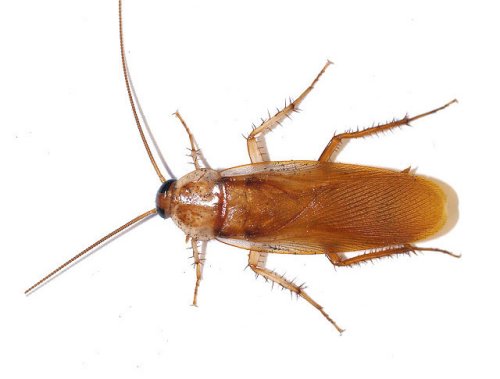 Cockroach