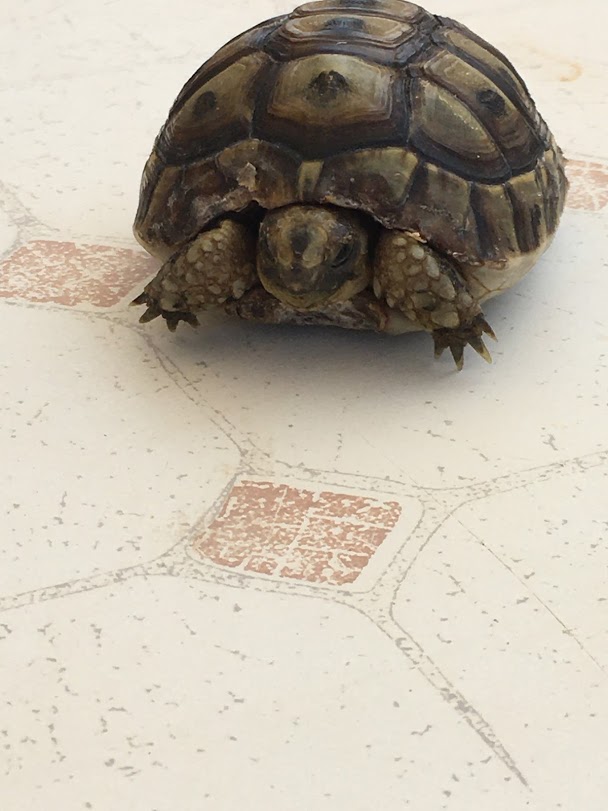 Little Leslie